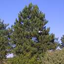 Pinus nigra austriaca - Schwarzföhre