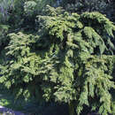 Tsuga canadensis 'Pendula' - Hänge-Hemlockstanne