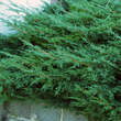 Juniperus procumbens: Bild 2/3