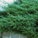 Kriechwacholder - Juniperus procumbens