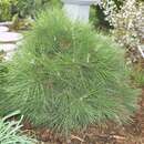 Pinus nigra 'Nana' - Zwerg-Schwarzföhre