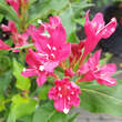Weigela 'Red Prince': Bild 1/2