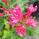 Weigela 'Red Prince' - Weigelie - rot