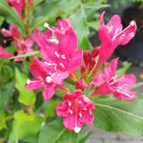 Weigela 'Red Prince' - Weigelie