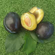 Prunus domestica 'Sascha': Bild 1/1