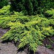 Juniperus pfitz. 'Gold Star': Bild 2/4