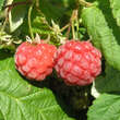 Rubus idaeus 'Glen Ample': Bild 1/2