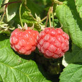 Rubus idaeus 'Glen Ample' - Himbeere