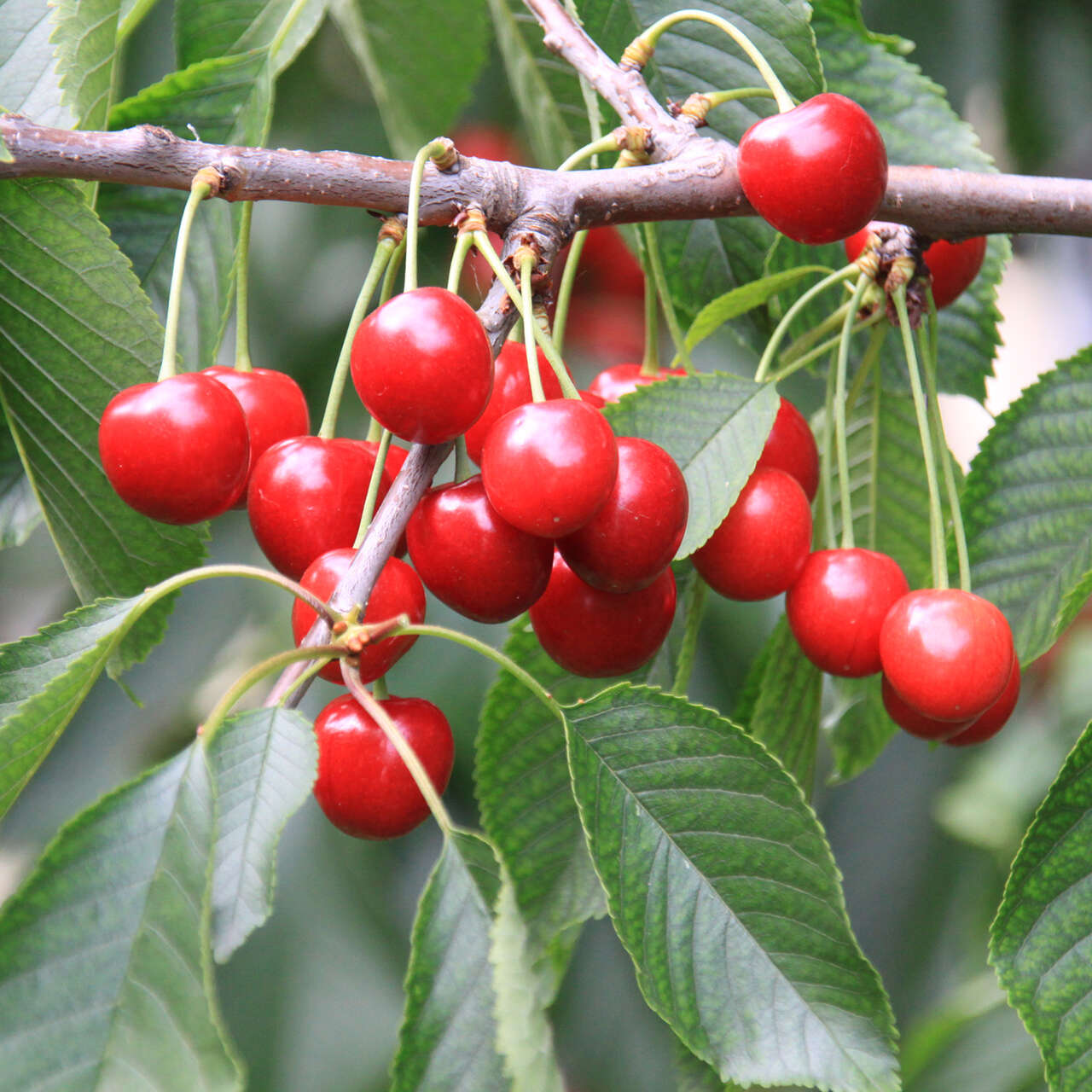 Kirsche Prunus av. 'Burlat' weiß