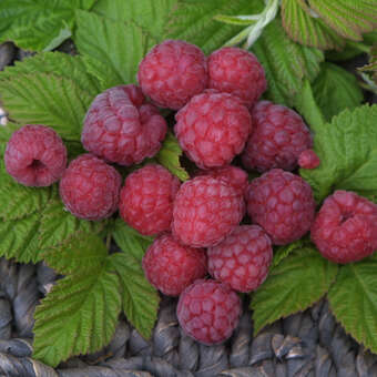Rubus idaeus 'Glen Ample'