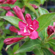 Weigela 'Red Prince': Bild 2/2