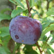 Prunus salicina 'Black Amber': Bild 1/2