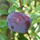 Prunus salicina 'Black Amber' - Säulenpflaume, Japanpflaume