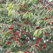 Prunus av. 'Burlat': Bild 3/3