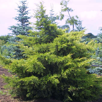 Juniperus chinensis 'Kuriwao Gold'