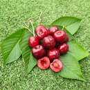 Prunus avium 'Germersdorfer Riesenkirsche' - Kirsche