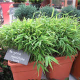Fargesia murieliae 'Luca' - Zwerg-Schirmbambus