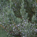 Juniperus virginiana 'Burkii' - Virginischer Baumwacholder