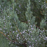 Juniperus virginiana 'Burkii' - Virginischer Baumwacholder