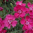 Dianthus gratianopolitanus 'Rotkäppchen': Bild 3/3