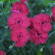 Dianthus gratianopolitanus 'Rotkäppchen': Bild 1/3