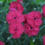 Dianthus gratianopolitanus 'Rotkäppchen' - Pfingstnelke