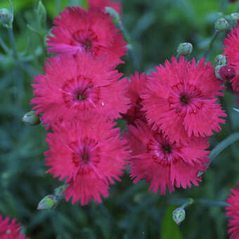 Dianthus grat. 'Rotkäppchen'