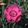 Dianthus grat. 'Rotkäppchen': Bild 3/3