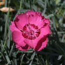 Dianthus gratianopolitanus 'Rotkäppchen' - Pfingstnelke