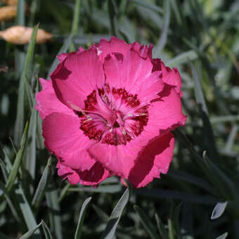 Dianthus gratianopolitanus 'Rotkäppchen'