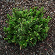 Pinus mugo 'Humpy': Bild 1/2