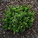 Pinus mugo 'Humpy' - Nestlatsche