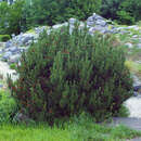 Pinus mugo mughus - Berg-Legföhre