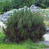 Pinus mugo mughus - Berg-Legföhre