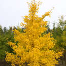 Ginkgo biloba 'Autumn Gold' - Ginkgo, Fächerblattbaum