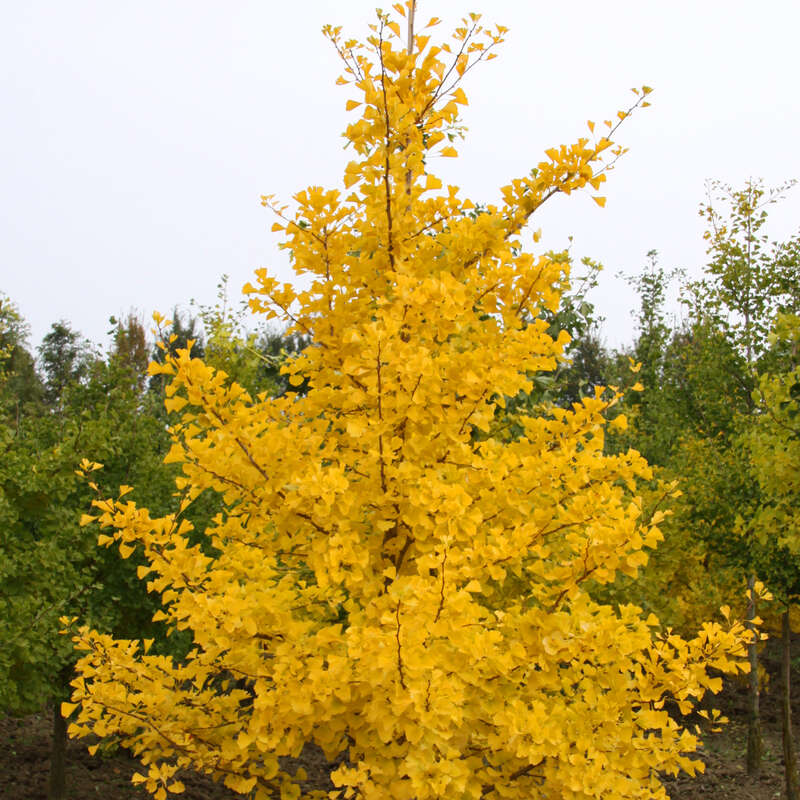 Ginkgo, Fächerblattbaum Ginkgo biloba 'Autumn Gold'