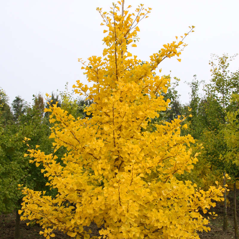 Ginkgo, Fächerblattbaum - Ginkgo Gold\' - \'Autumn biloba grün