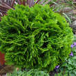 Thuja occidentalis 'Danica': Bild 2/3