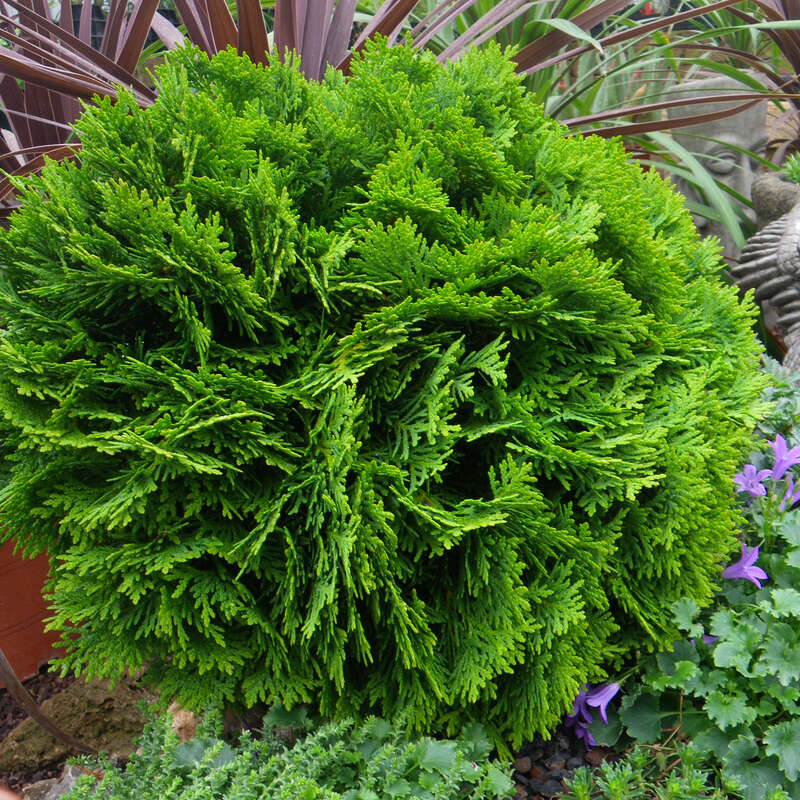 wurzelware thuja Heckenpflanzen Heckenpflanzen online kaufen aus Heckenpflanze Thuja  occidentalis (Abendländ. Lebensbaum) – Mitteldeutsche-Baumschulen main image 1