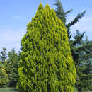 Platycladus orient. 'Elegantissima' - Orientalische Goldthuje