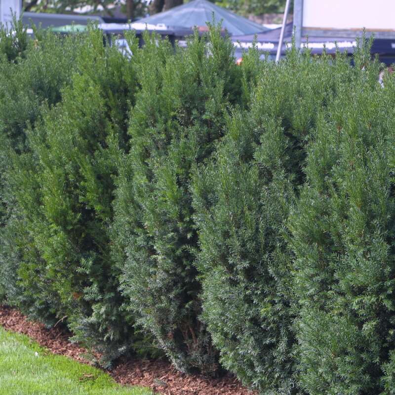 Suleneibe - Taxus media 'Strait Hedge' - grn