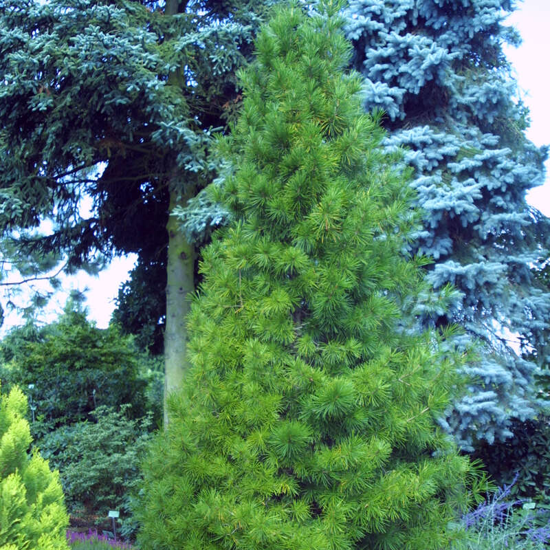 Schirmtanne - Sciadopitys verticillata - grn