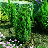 Juniperus communis 'Compressa' - Zwerg-Säulenwacholder