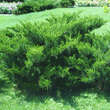 Juniperus pfitzeriana 'Mint Julep': Bild 1/3