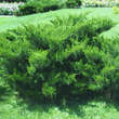 Juniperus pfitz. 'Mint Julep': Bild 1/3