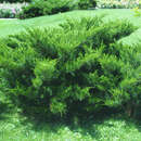 Juniperus pfitzeriana 'Mint Julep' - Breitwacholder