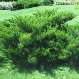 Juniperus pfitzeriana 'Mint Julep' - Breitwacholder