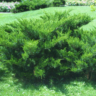 Juniperus pfitzeriana 'Mint Julep'