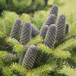 Abies koreana: Bild 2/5