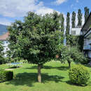 Castanea sativa 'Lyon' - Essbare Edelkastanie, Maroni
